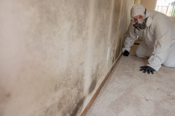 Environmental Consulting for Mold Prevention in Chewelah, WA